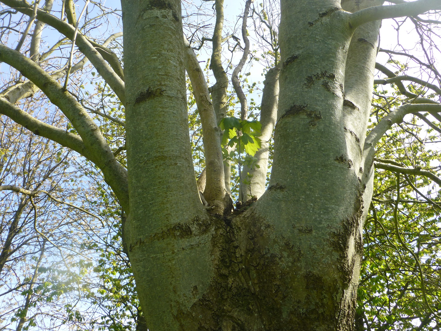 Annexe Frêne hôte dun Erable sycomore.JPG