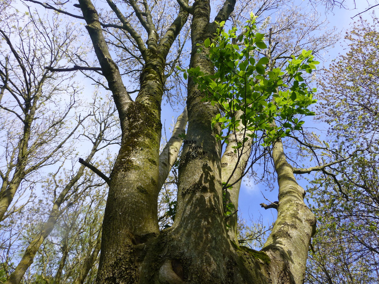 Annexe Frêne hôte dun Merisier de Sainte Lucie.JPG