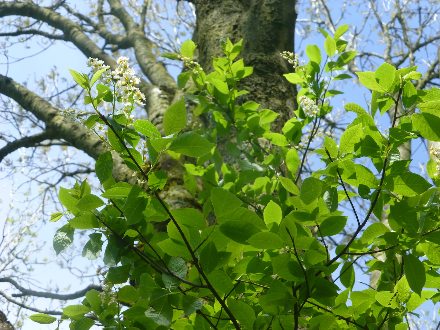 Annexe le Merisier de Sainte Lucie dans les bras de son hôte.JPG