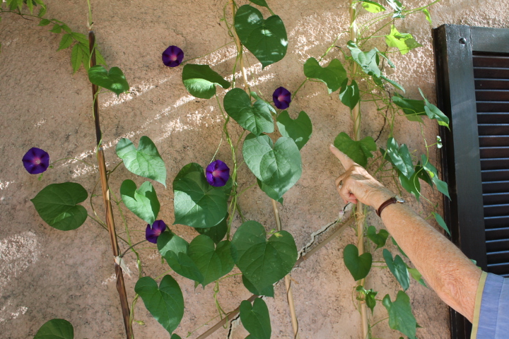 Annexe volubilismontredudoigt.JPG