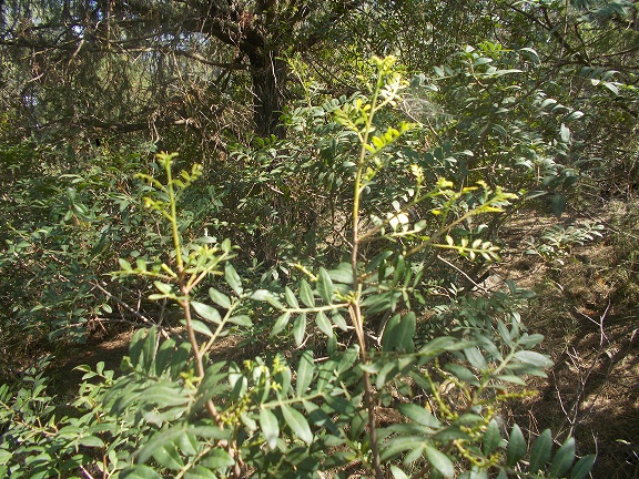 Annexe Lentisque démesurément étiolé.jpg