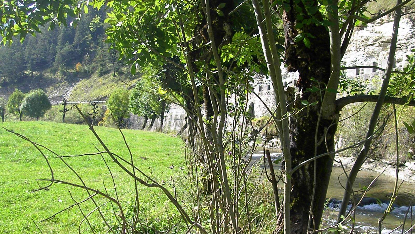 Annexe Frênes au bord de leau.jpg