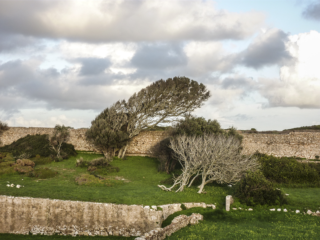 Annexe arbres-lisbonne.jpg