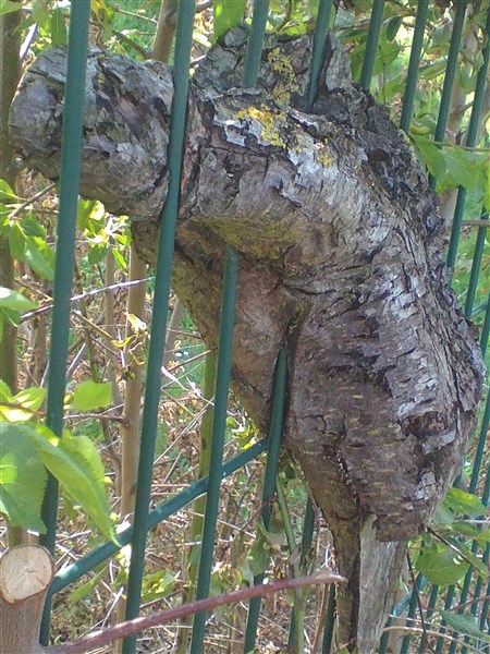 Annexe IMG_20180506_111936 (450 x 600).jpg