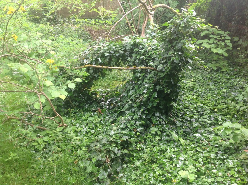 Annexe Lierre du Loch Ness à Sarry.JPG