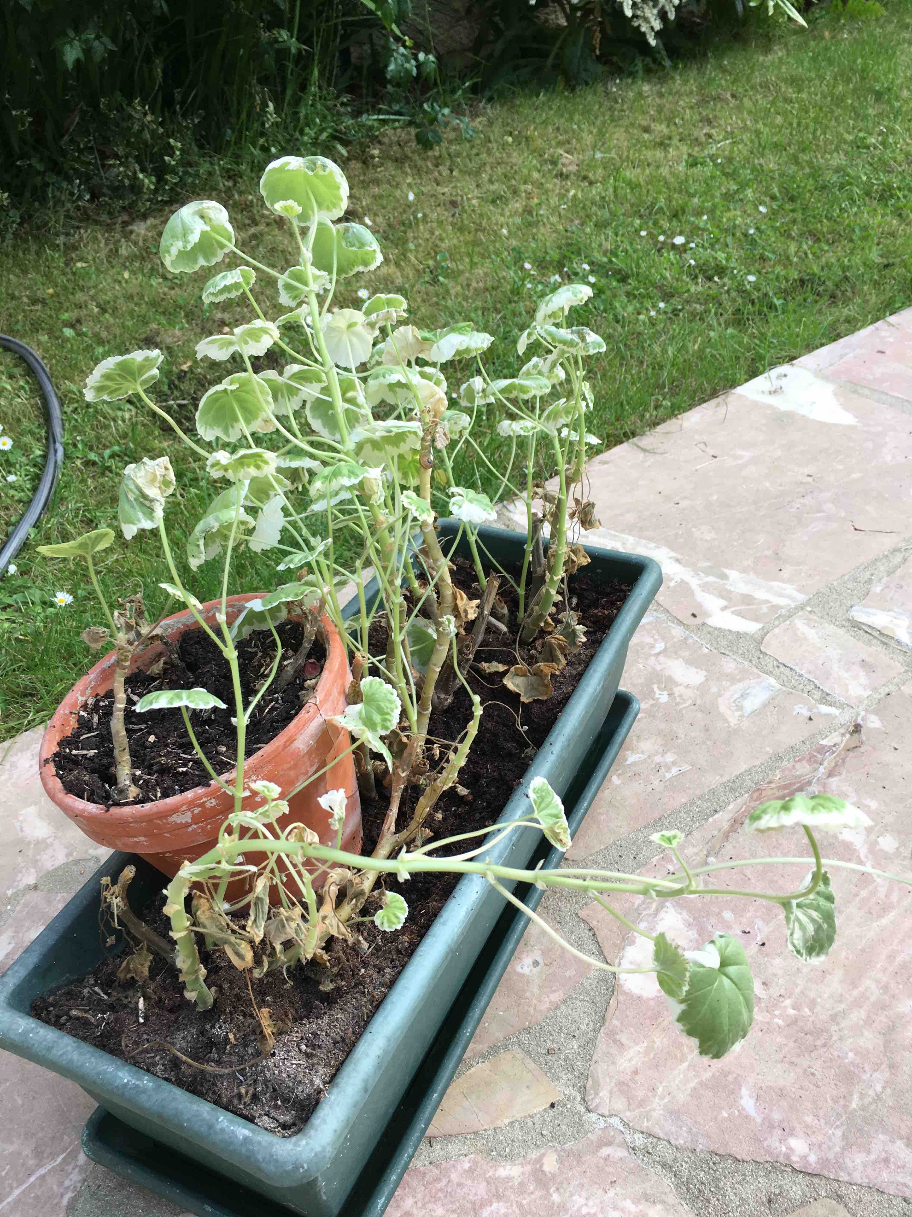 Annexe IMG_5856lite.jpg