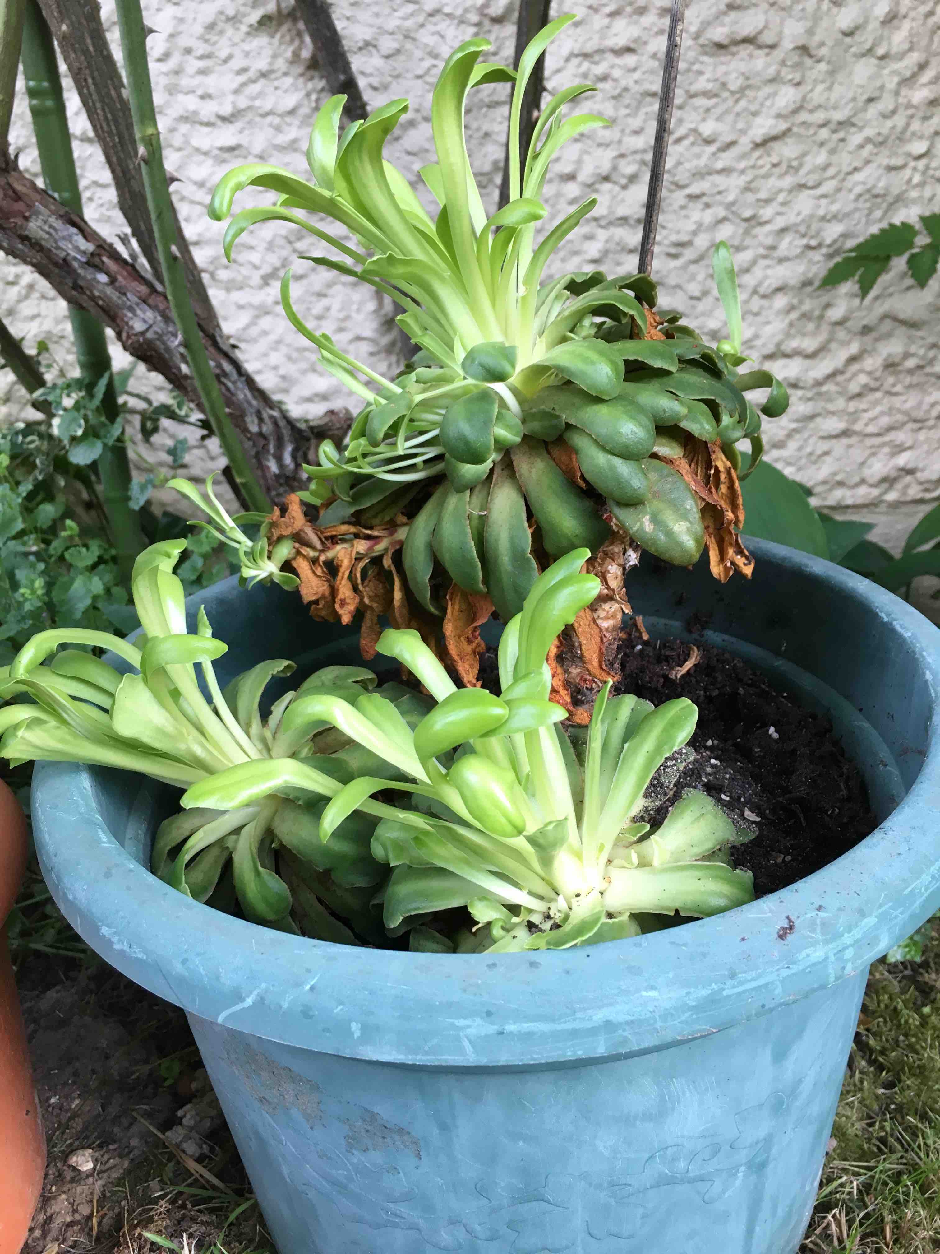 Annexe IMG_5857lite.jpg