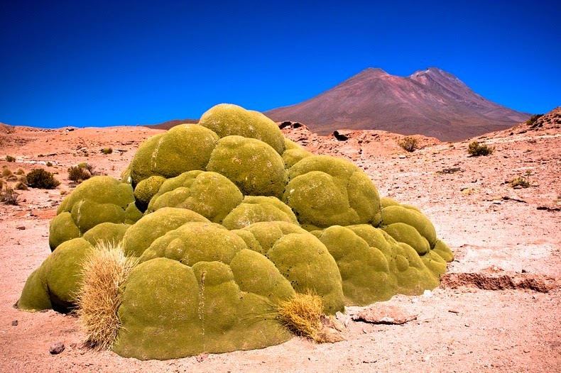 YARETA