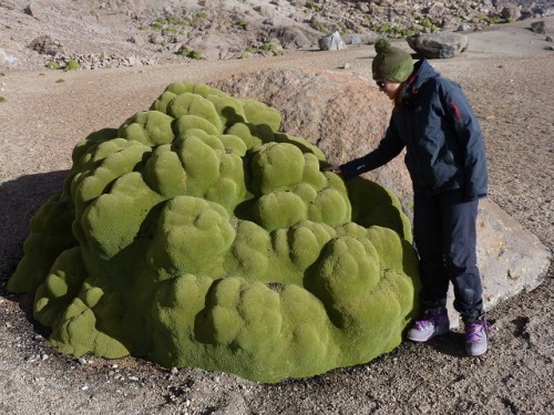 Yareta  (the loco -motion overblog.com)