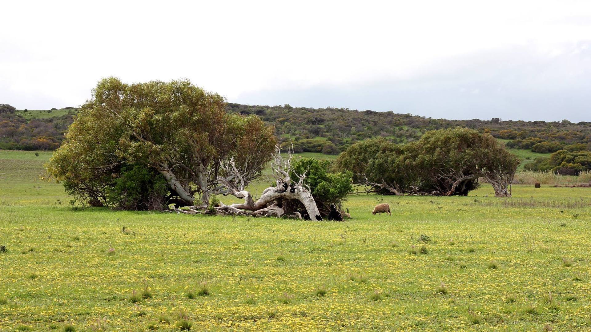 Arbres couchés de Greenough