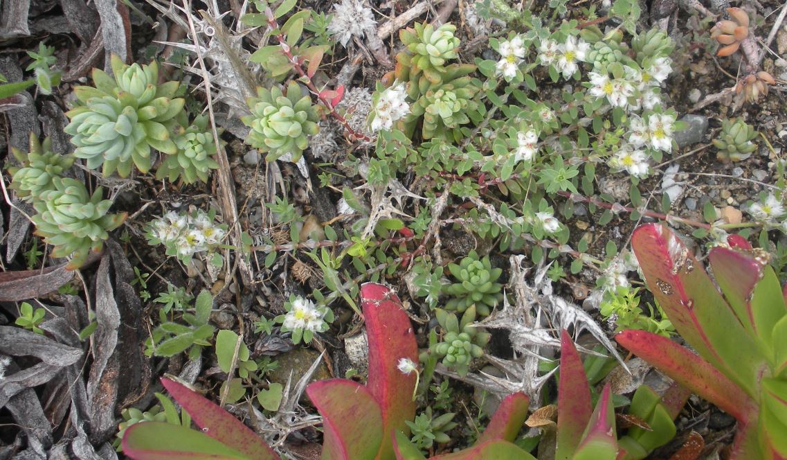 trois plantes contre le vent