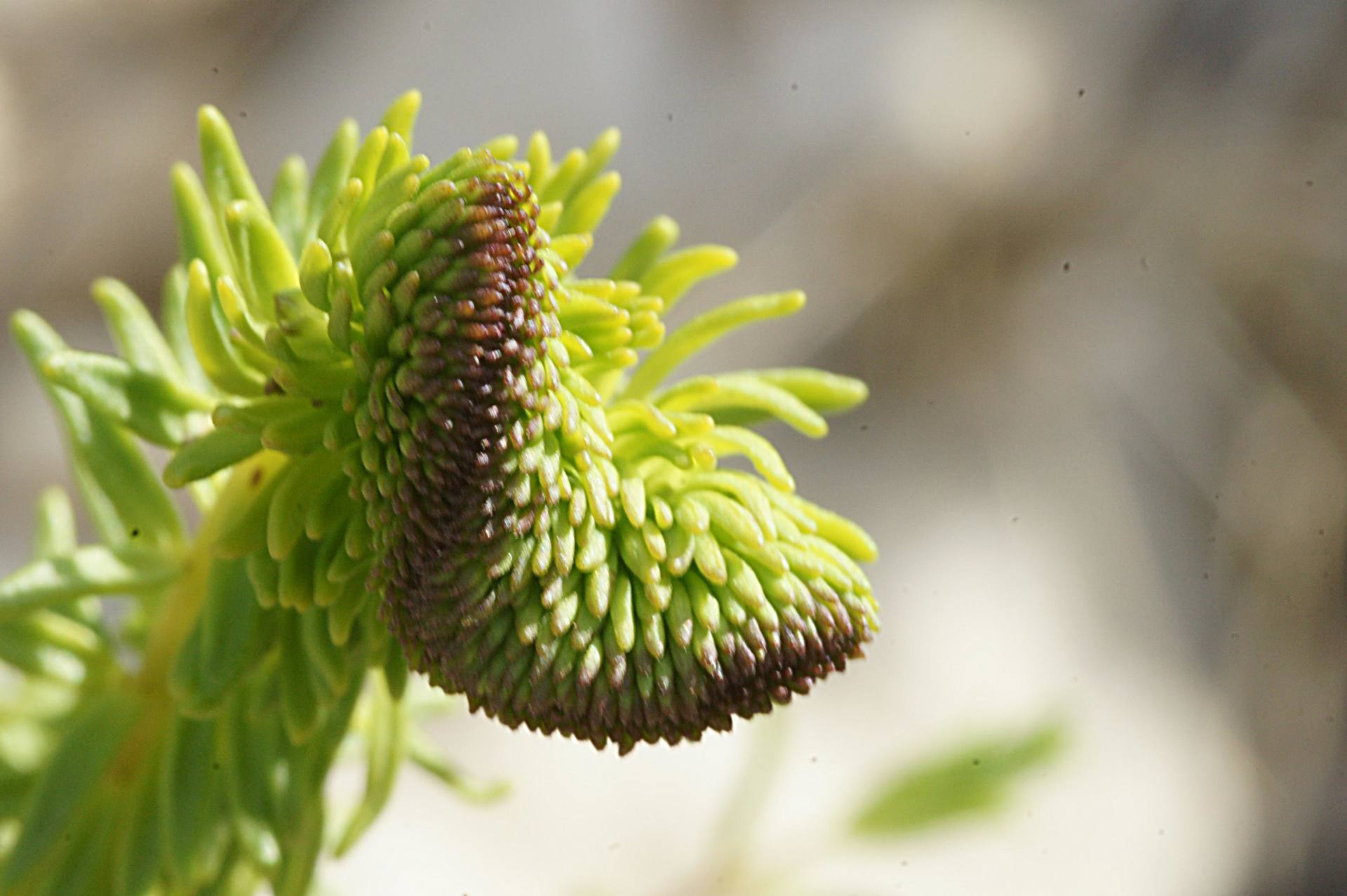 Voici une odontite qui semble faire un pied de nez à monsieur Thibaut Suisse ou qui a "zapé" la vidéo: croissance des plantes ...