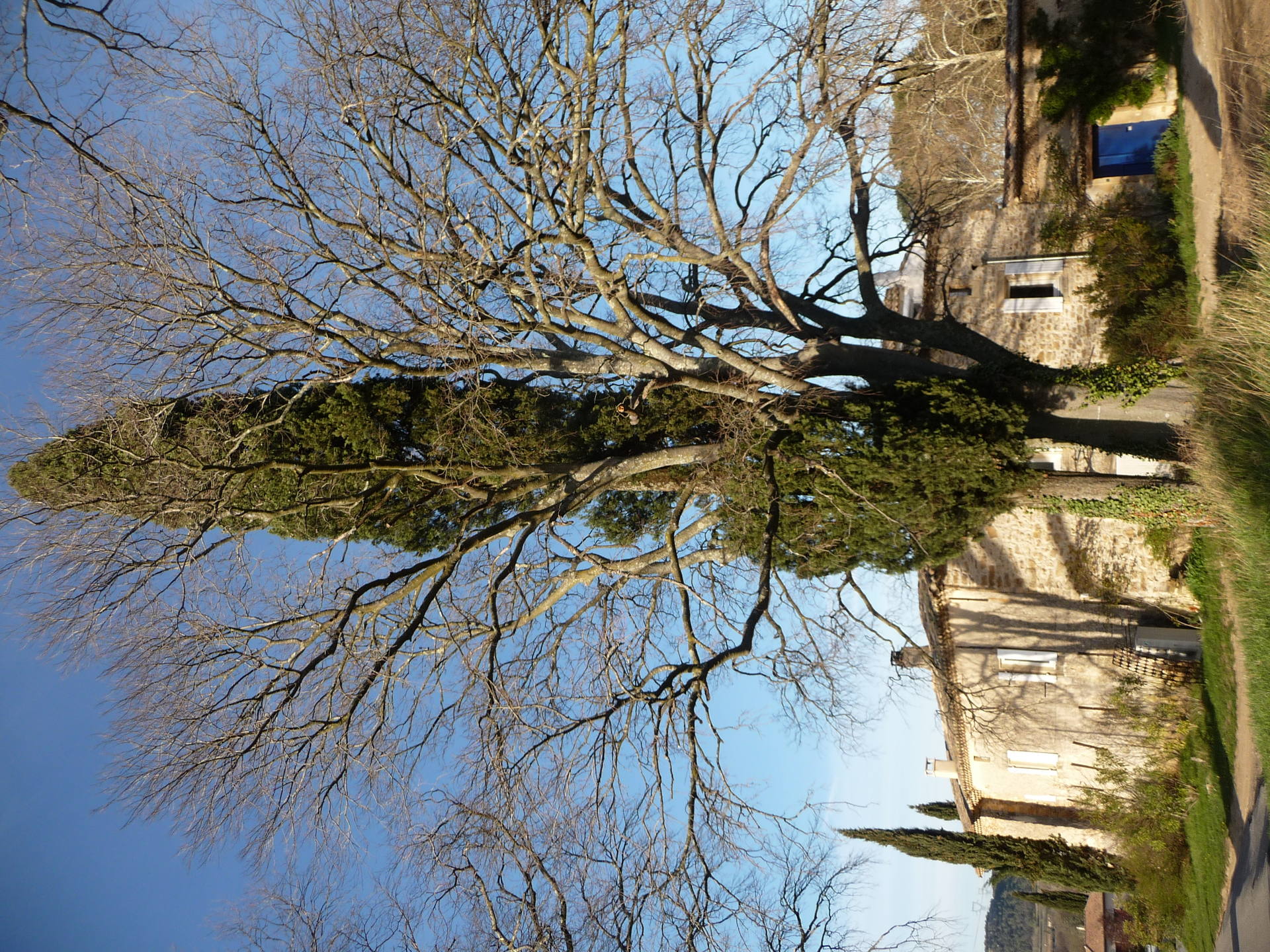 micocoulier et ciprés