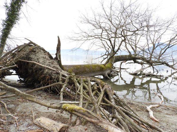 Arbre couché dans le Léman aux Grangettes