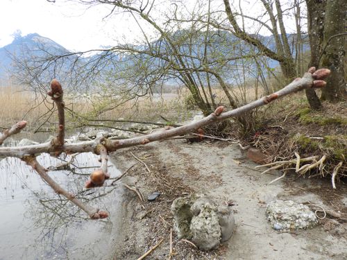 bourgeons arbre couché/ Grangettes