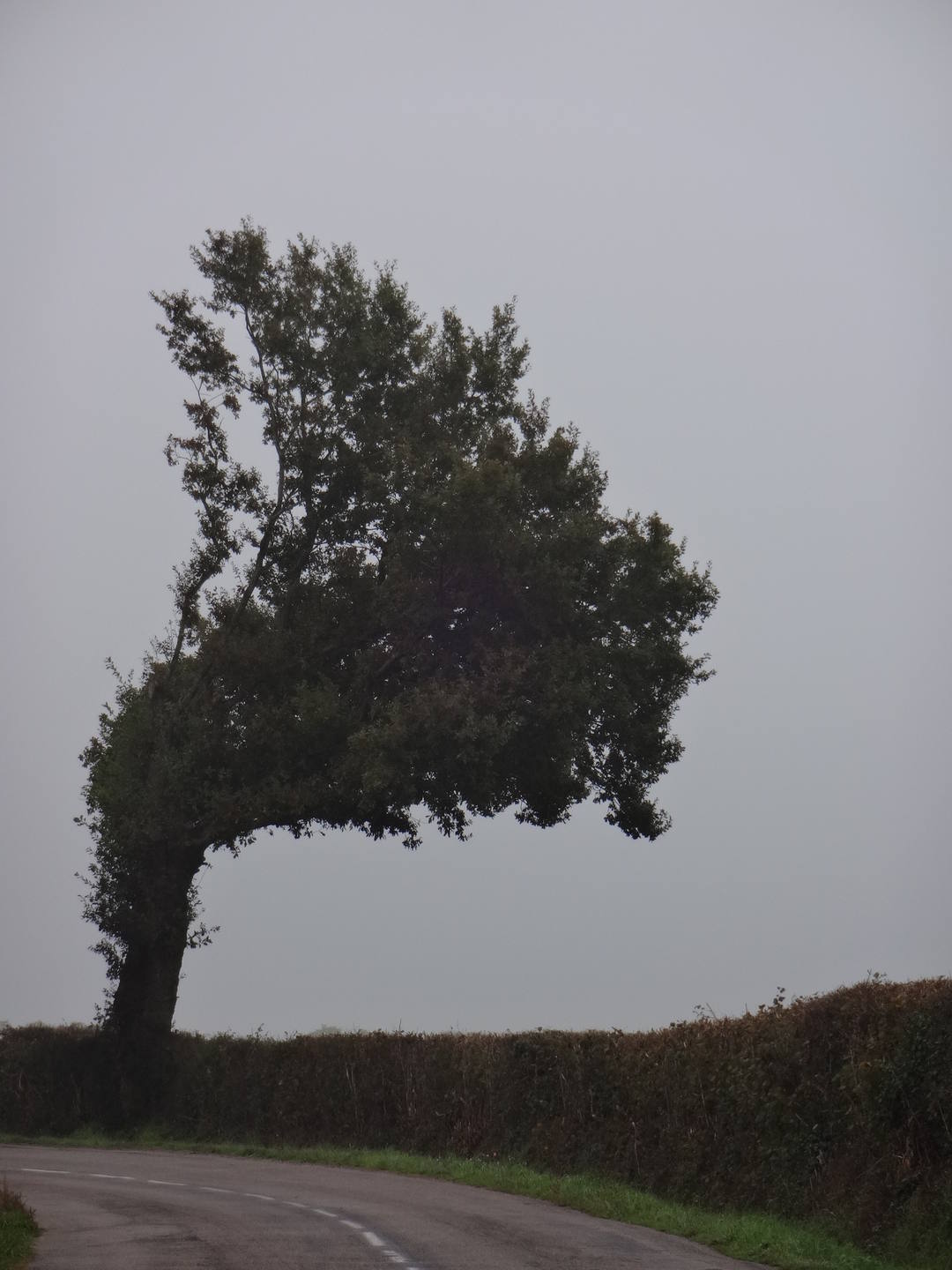 arbre penché