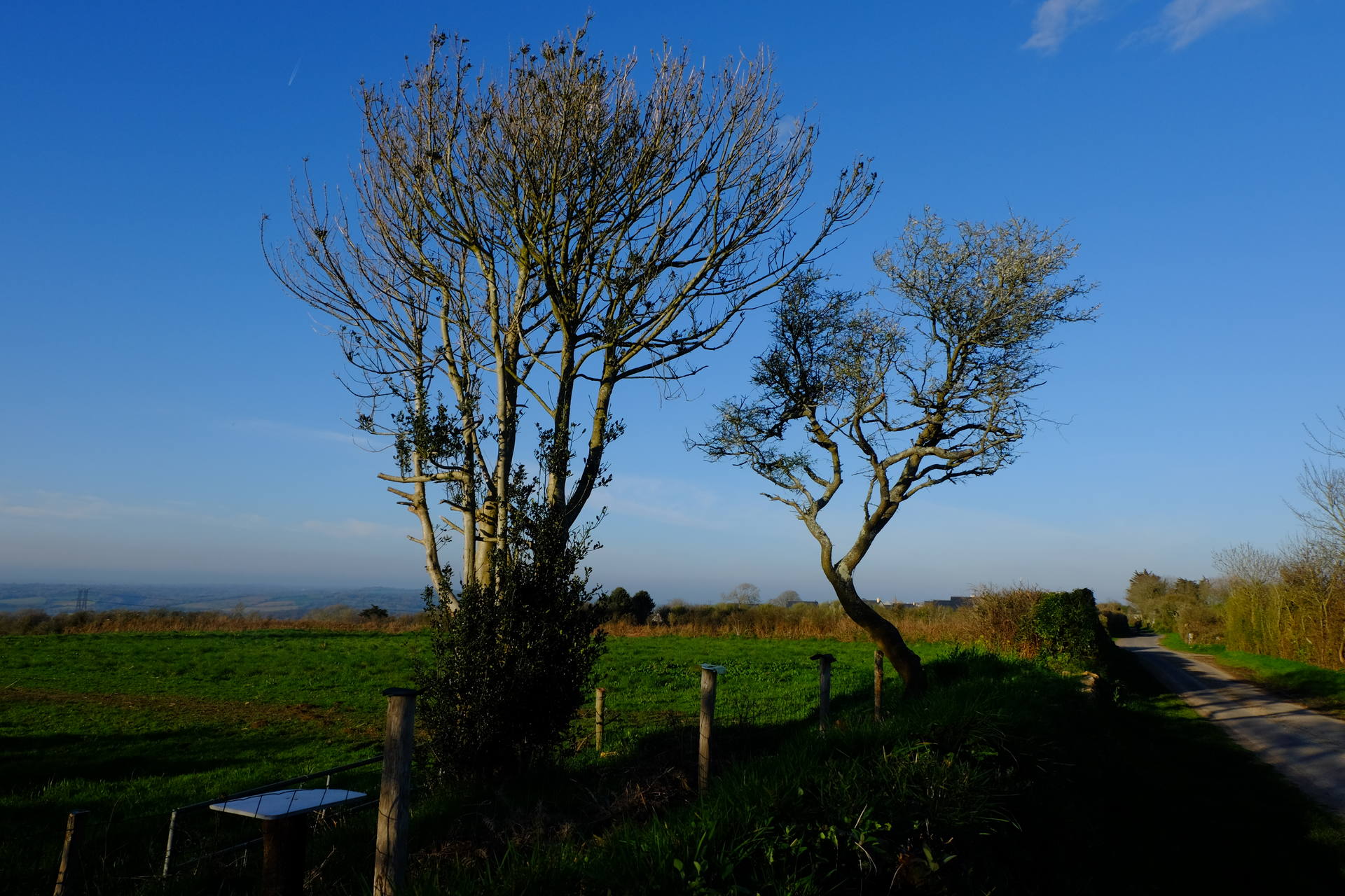 Un houx très feuillus à la abse du tronc, puis nu, puis évasé et normalement feuillu.