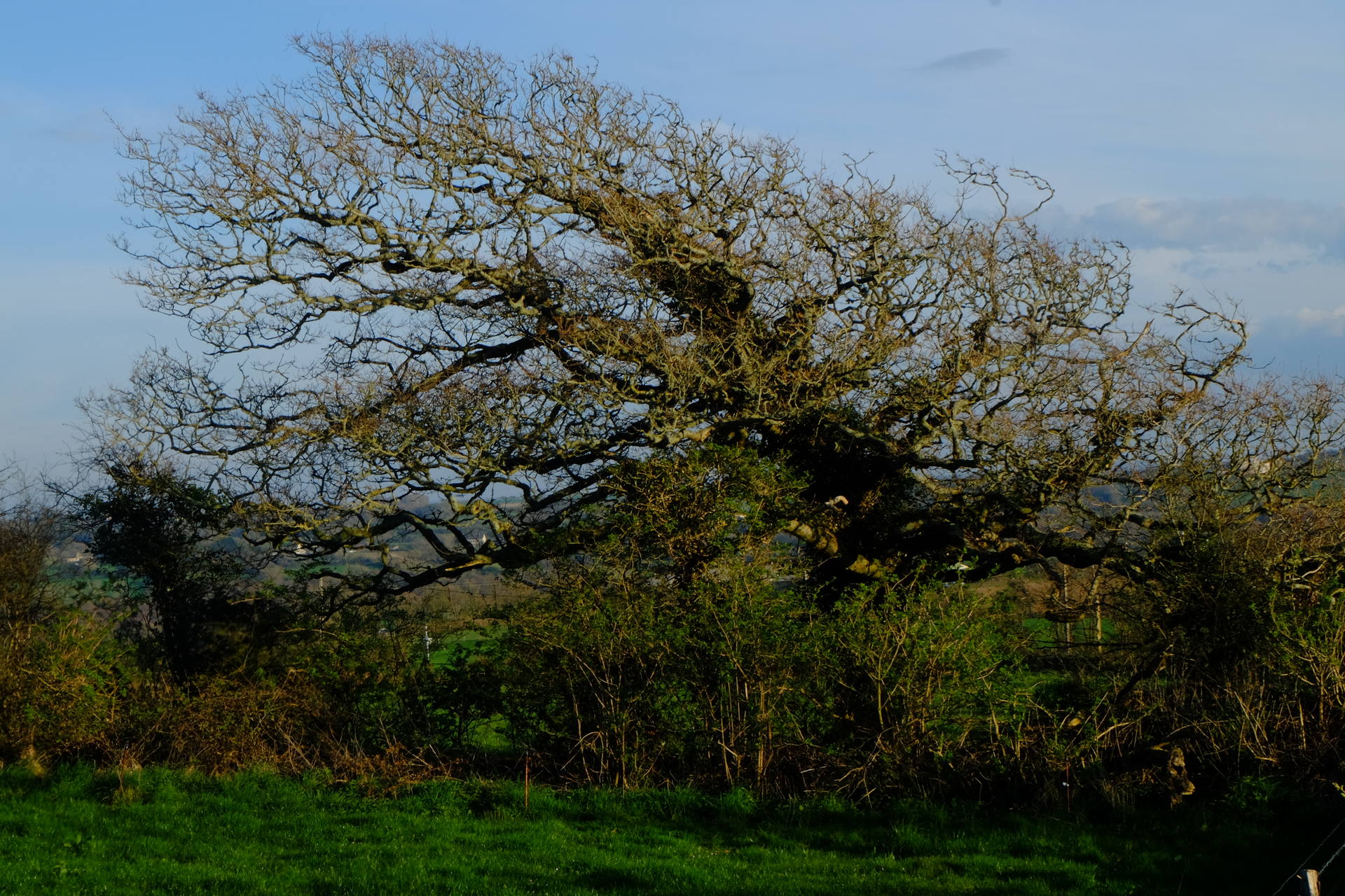 vielle arbre couché par le vent