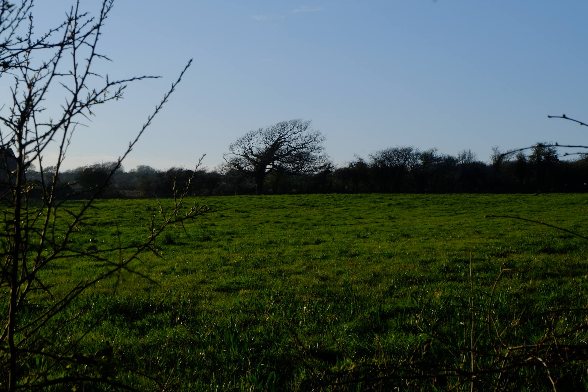 Même arbre vu de loin