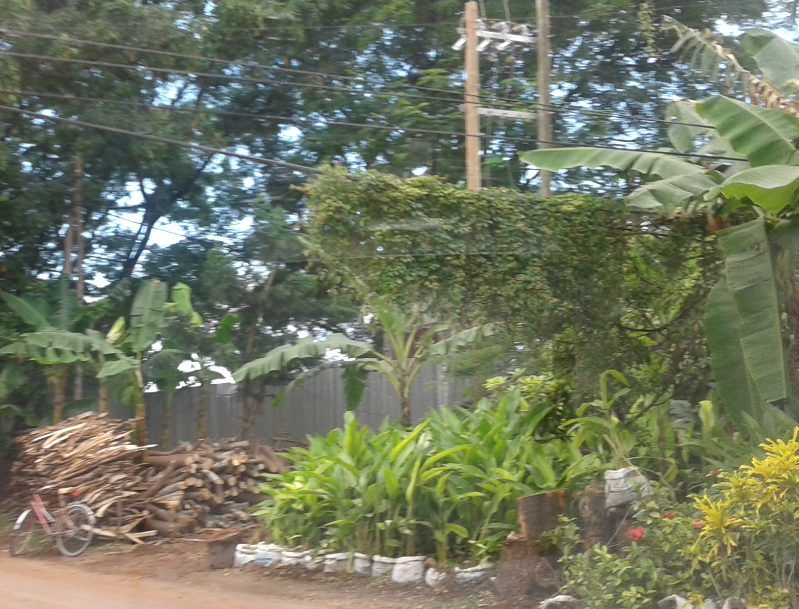 Liane sur lignes téléphoniques