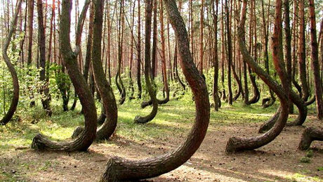 La mystérieuse forêt tordue (Pologne)