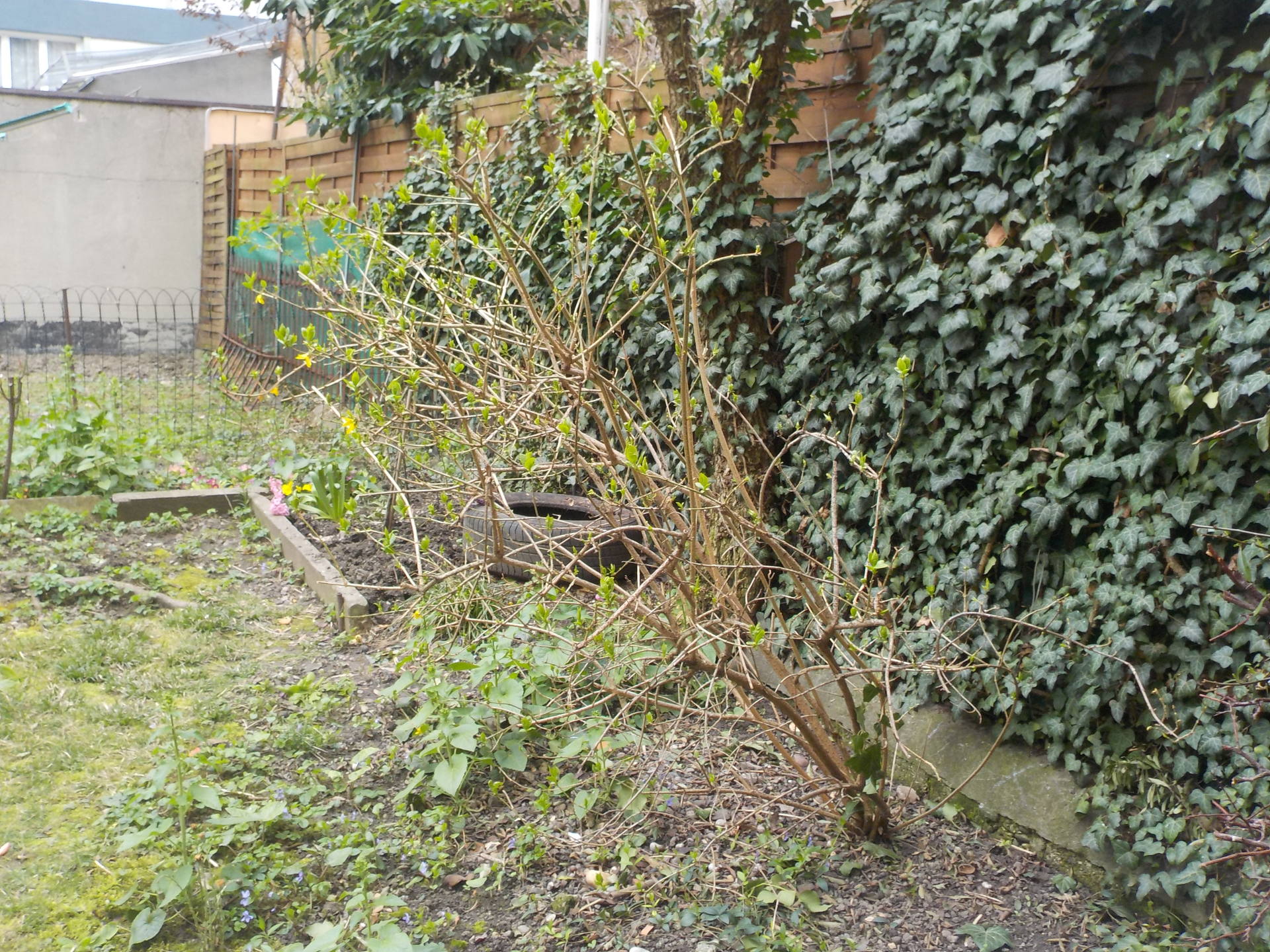 Forsythia qui cherche le soleil