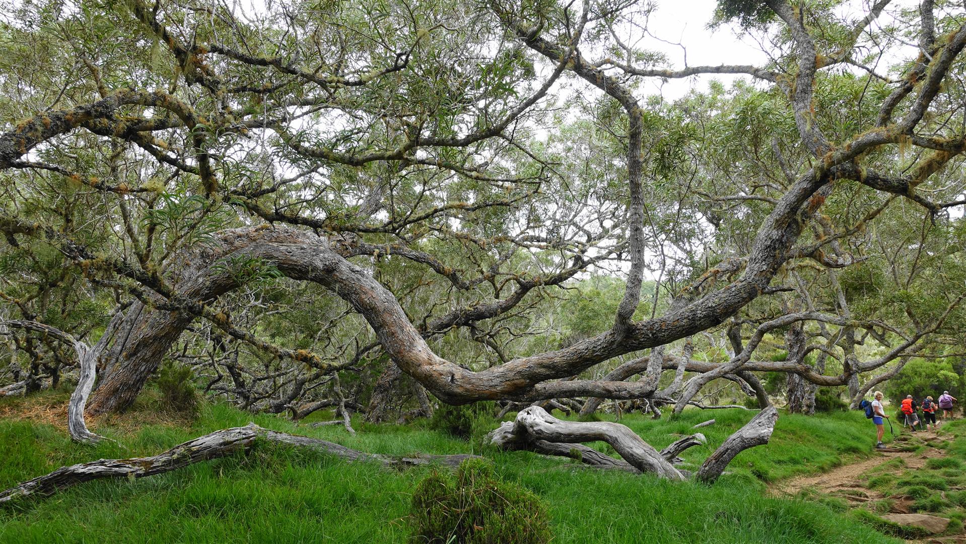 Tamarins de la Réunion