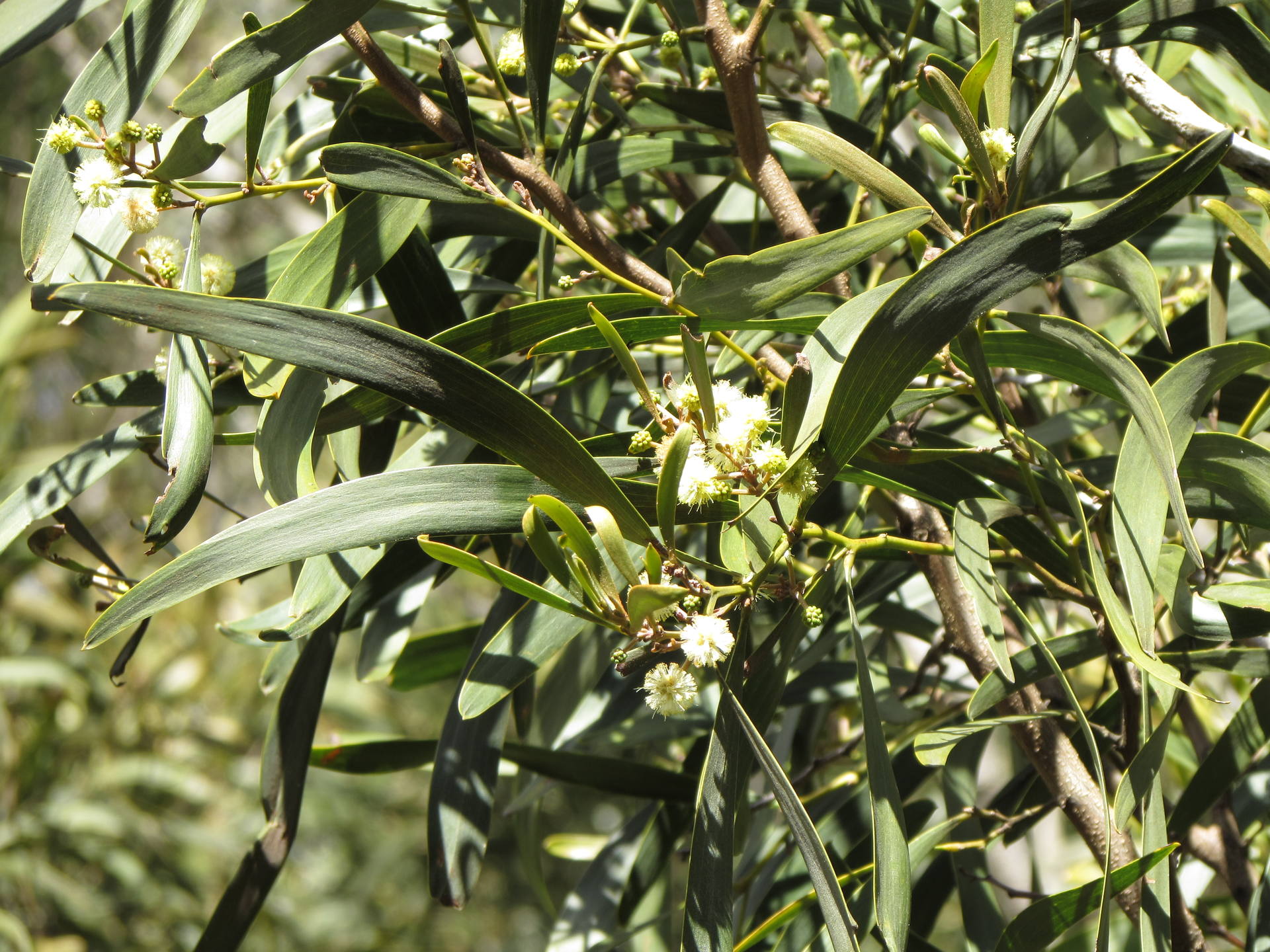 Acacia heterophylla - feuilles adultes en forme de lame
