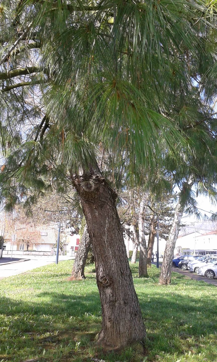 une croissance à la recherche de lumière.