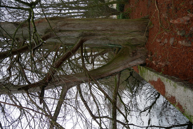 un cyprès chauve, en janvier, au bord d'un étang et ses racines pneumatophores… Mais la photo se tourne à l'horizontale, malgré moi !