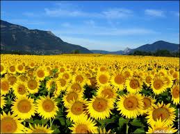 le tournesol