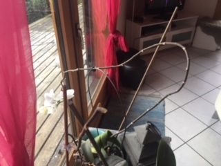 voici une orchidée cherchant la lumière du jour.