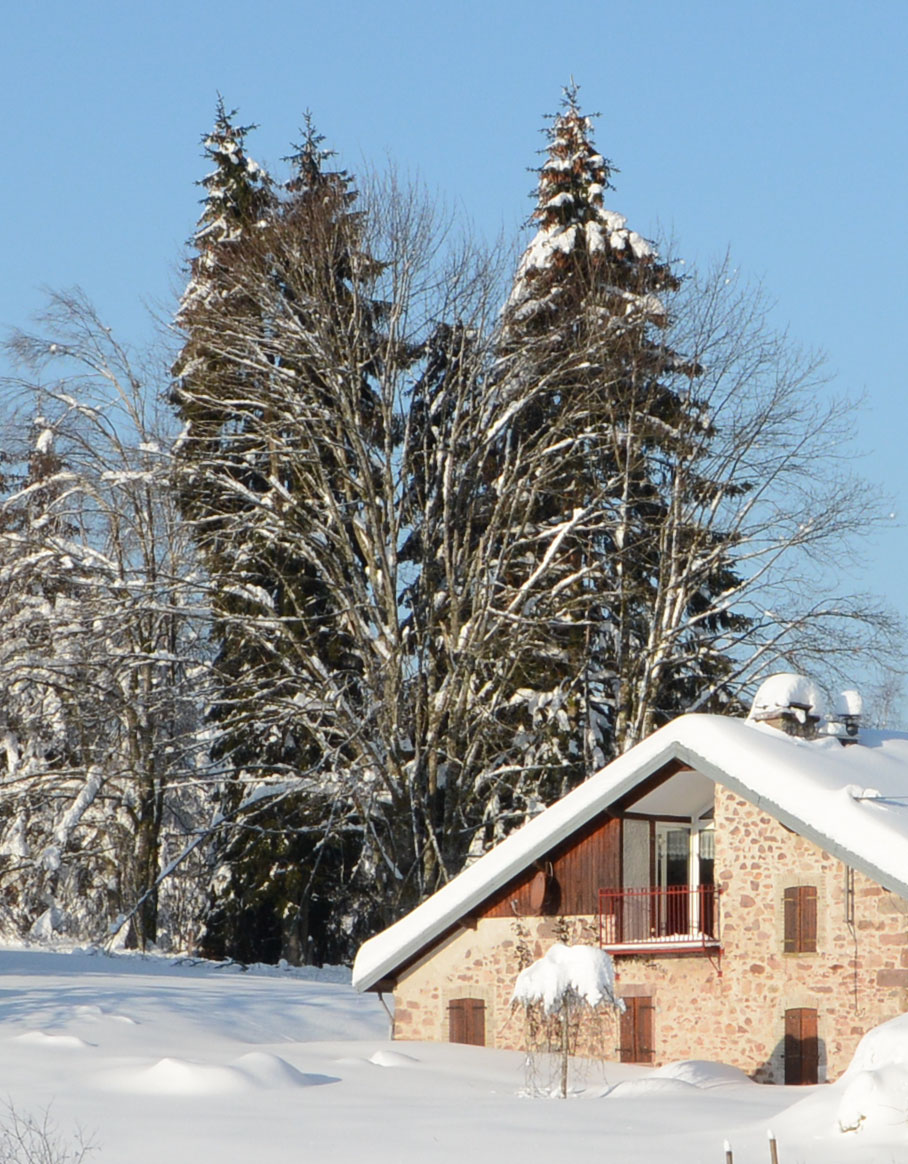 Epicéas multitroncs