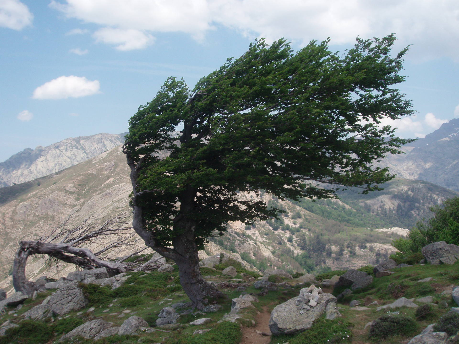 Pin Laricio déformé par le vent