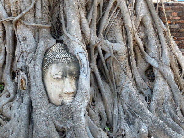 Bouddah - Banian
