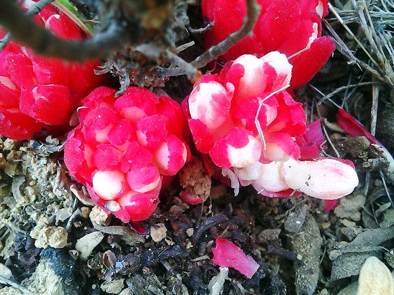 Cytinus ruber : en bouton