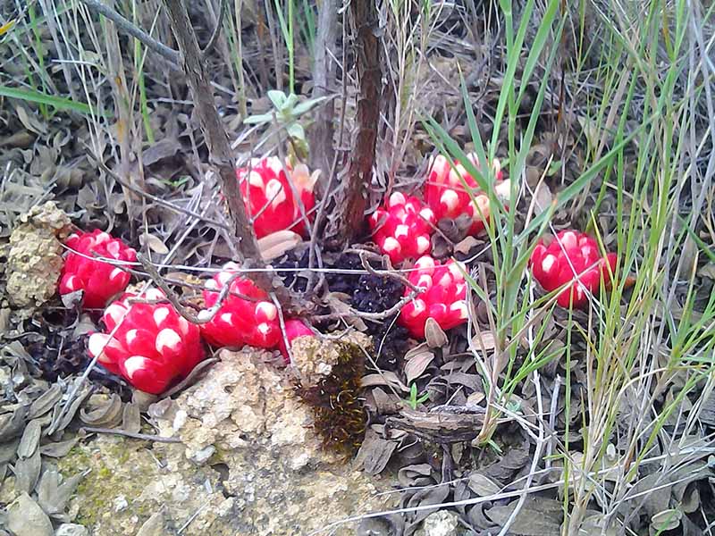 Cytinus ruber : polulation in situ