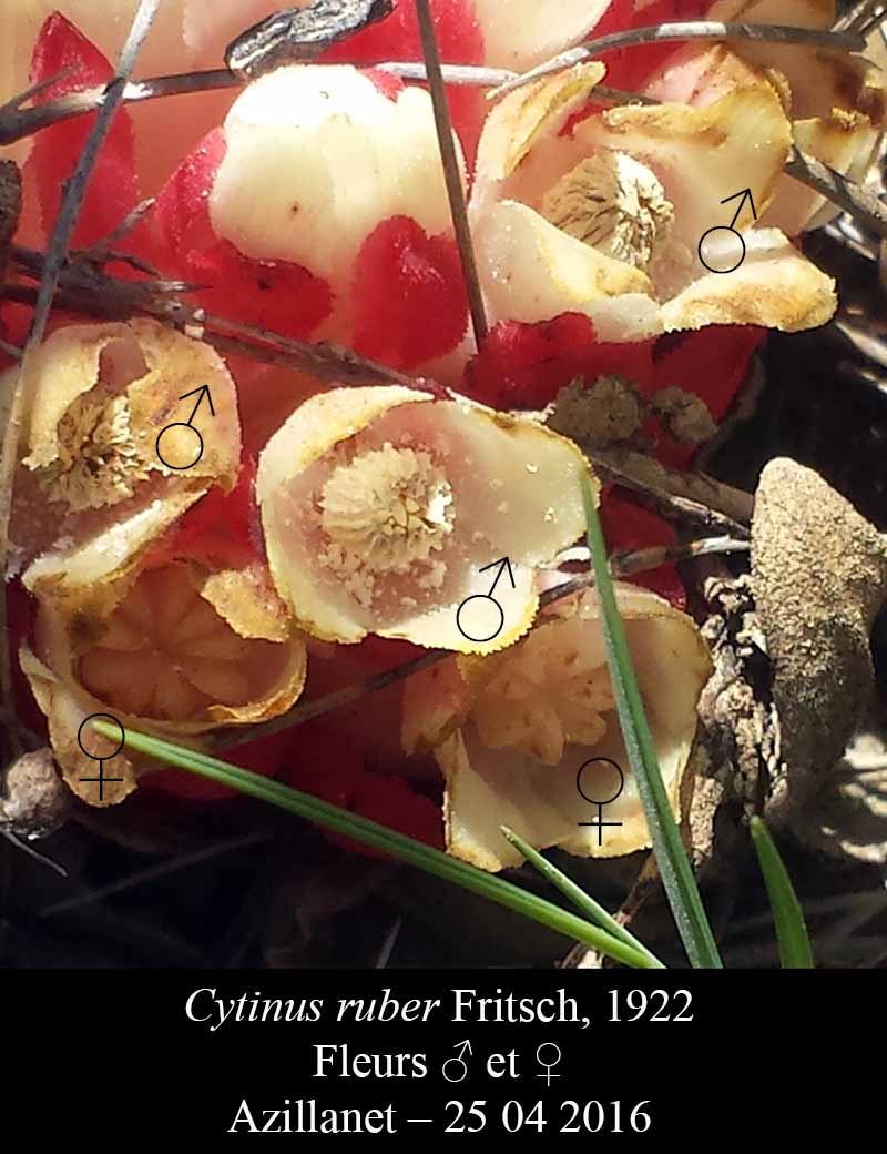 Cytinus ruber : fleurs monoïques