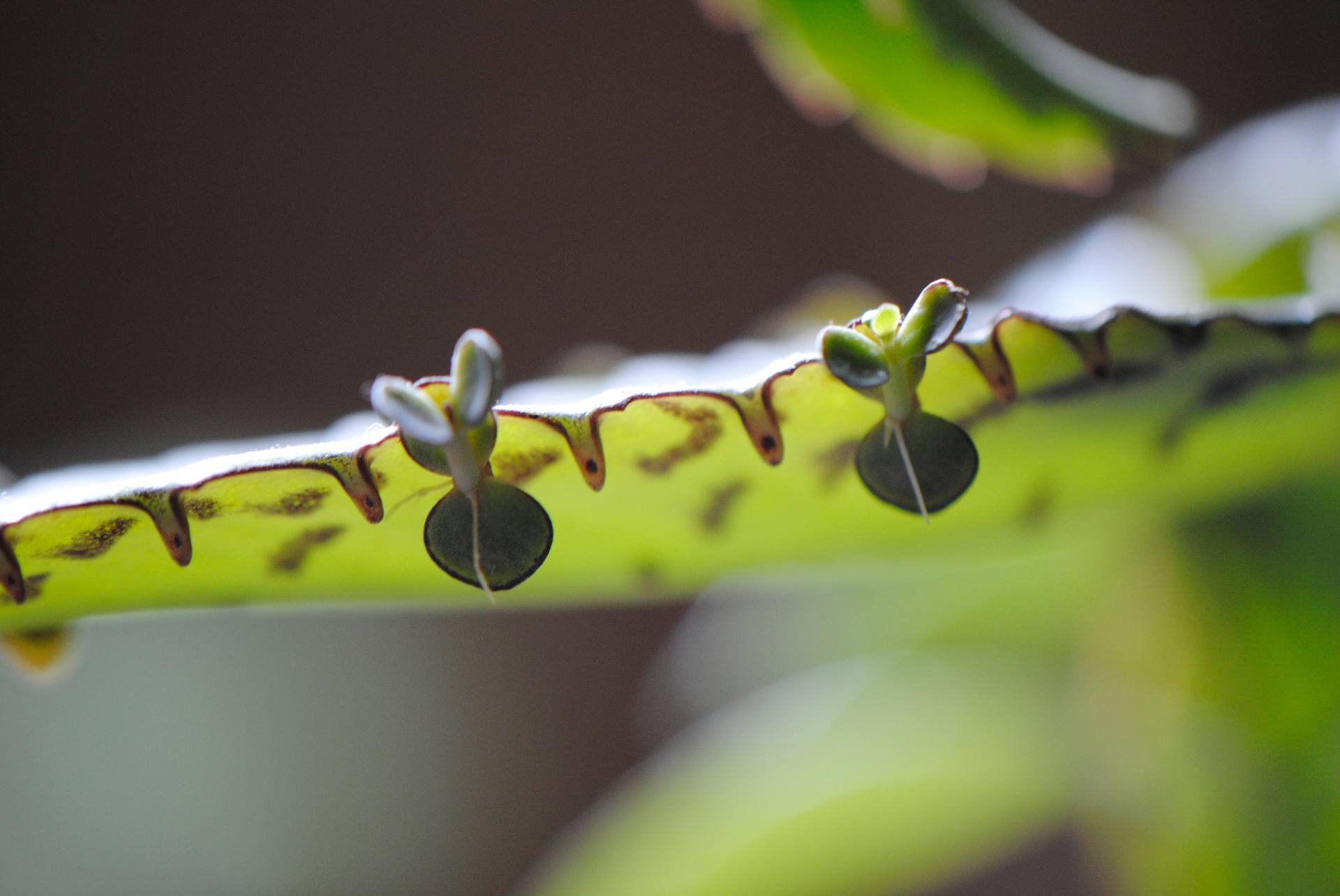 Bryophyllum daigremontiana