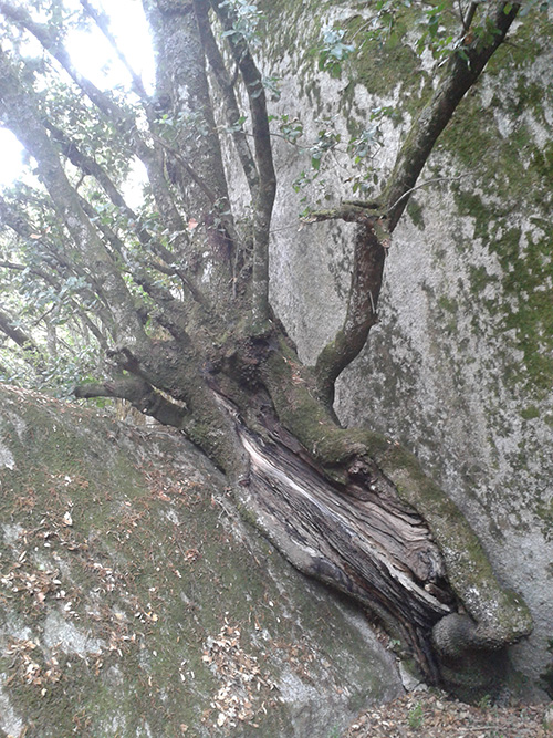 Chêne vert entre deux rochers
