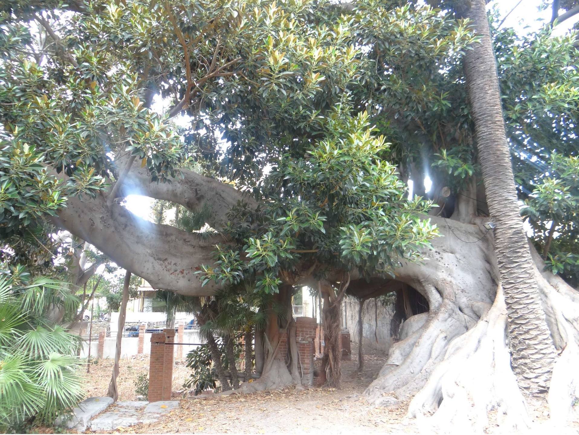 Vestiges de l'ancienne entrée du Musée C. Bicknell