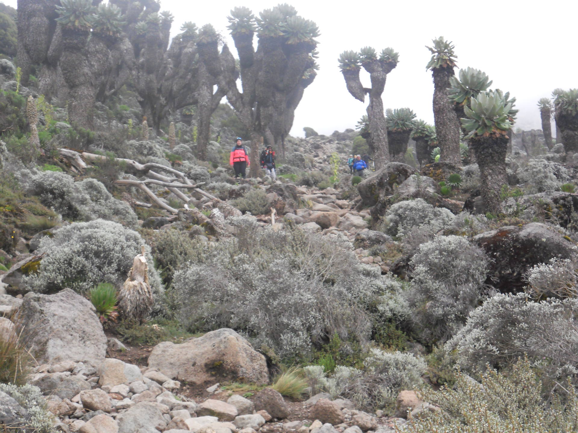 je pousse sur les pentes du Kilimandjaro 4000 m d'altitude dans les brumes humides.