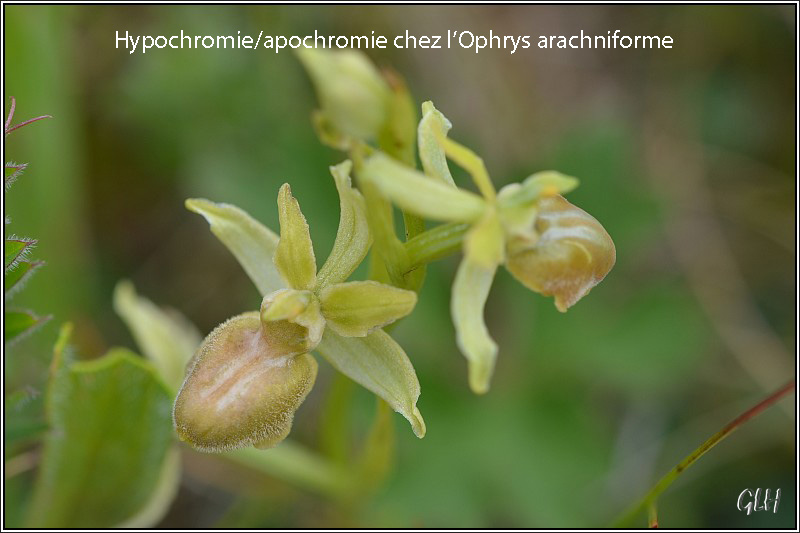 Absence de couleur sur les fleurs