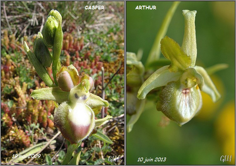 Ophrys fantômatiques