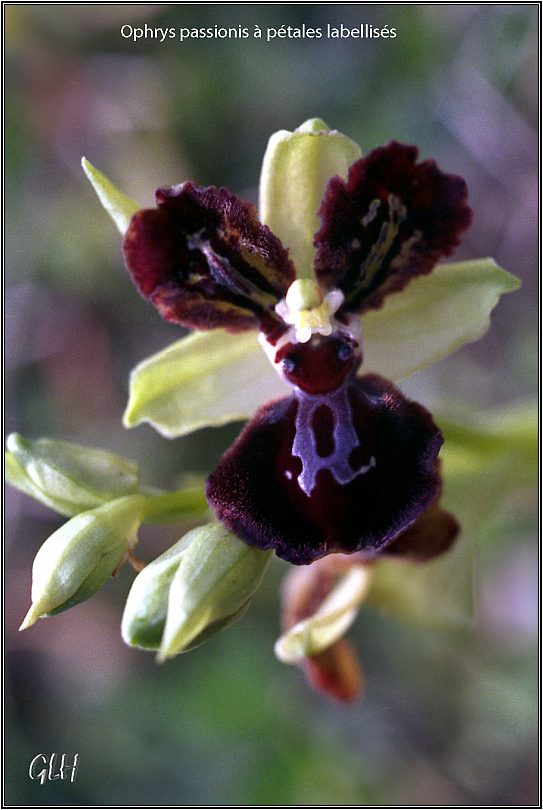 Ophrys à pétales labellisés