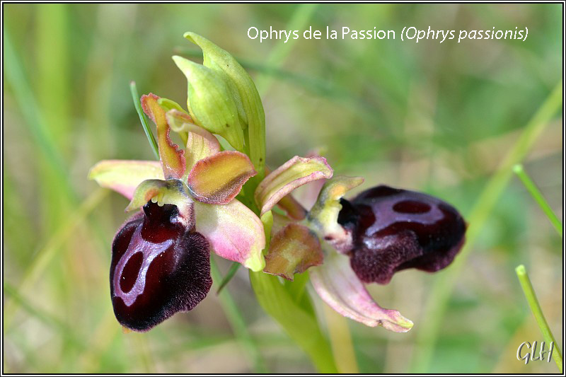 Ophrys passionis dans ses chatoyantes couleurs