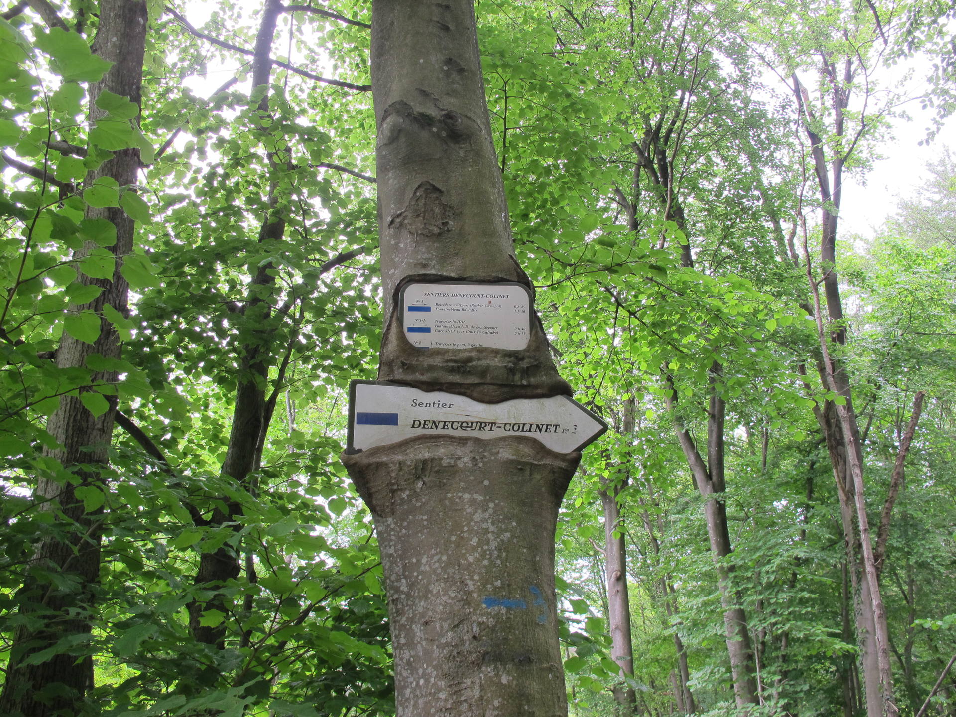 sur le tronc d'un hêtre, deux pancartes informatives le long du sentier bleu n°3. L'arbre, qui ne peut pas agrandirla taille de son tronc semble être en train de dévorer ces pancartes.