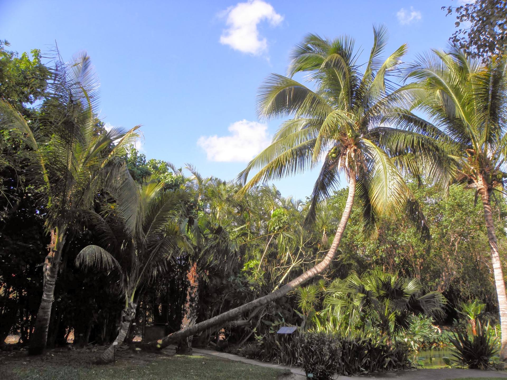 Jardin botanique à Saint-Gilles les Bains, La Réunion