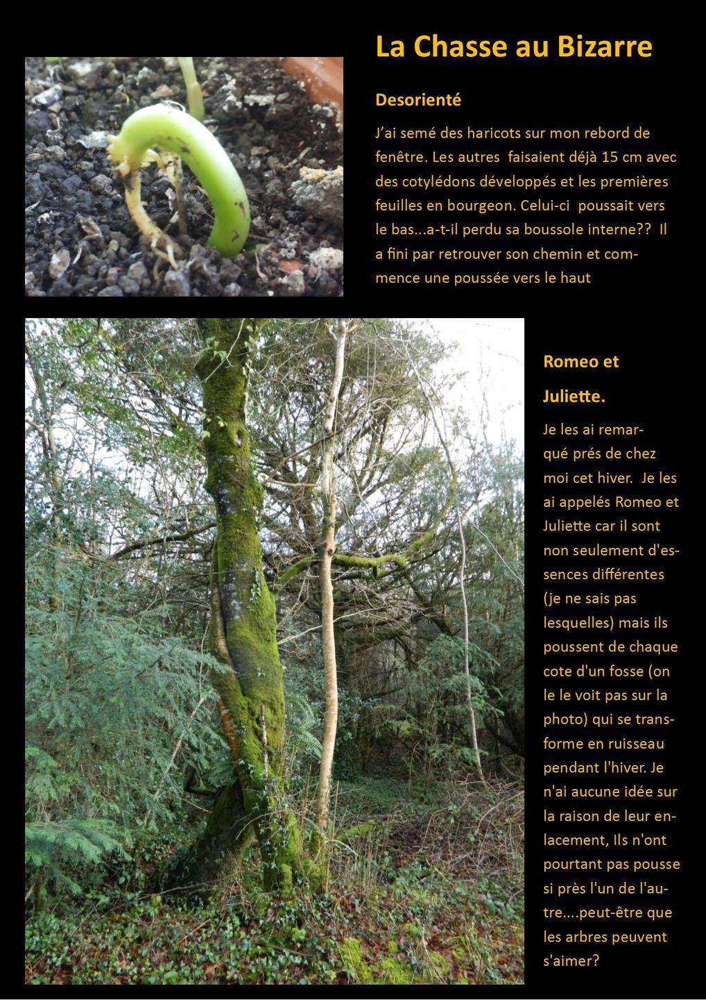 Deux photos: Un haricot qui pousse la tète en bas dans la terre, et deux arbres d'essence différentes qui enjambent un ruisseau pour s'enlacer.