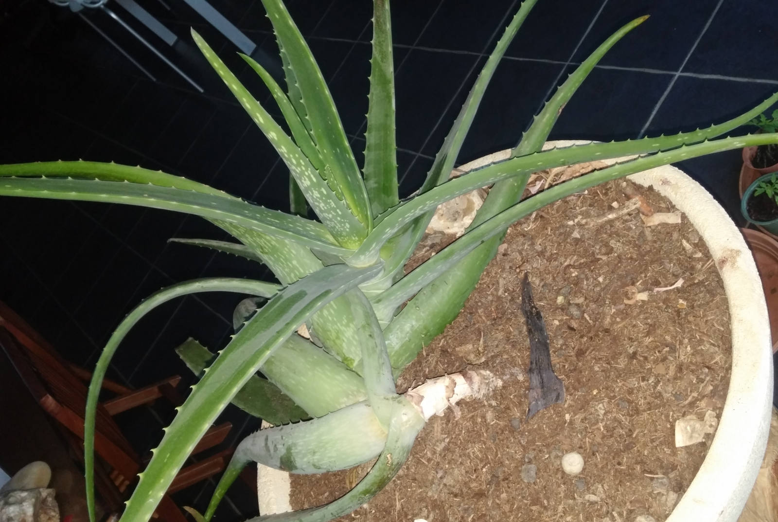 Aloe Vera Agens qui s'allonge autour dans le rayon de son pot.